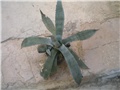 Agava americana